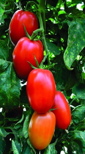 بذور طماطم روما ( متوارث ) - Roma tomato seeds