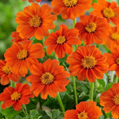 بذور دوار الشمس المكسيكية - Mexican Sunflower Seeds