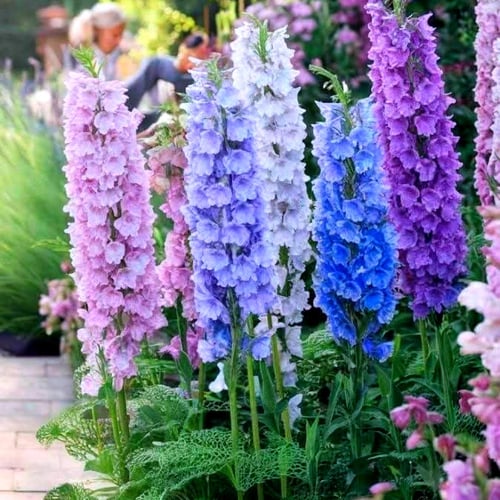 بذور زهور الدلفينيوم المنوعة ( مهماز السيد ) -Delp...