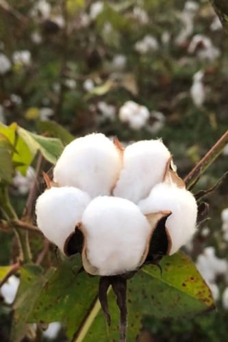 بذور القطن العضوي - organic cotton seeds
