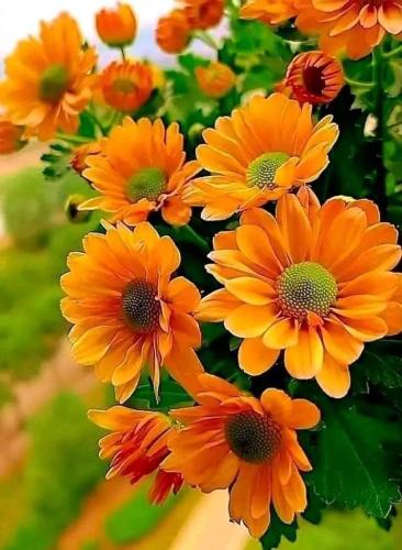 بذور كاليندولا عضوية - آذريون (وراثي) - Calendula...