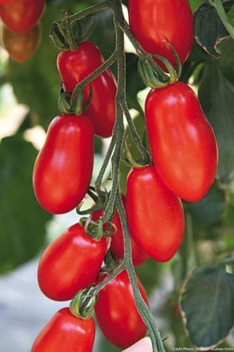 بذور طماطم روما ( متوارث ) - Roma tomato seeds