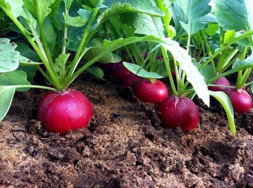 بذور فجل كرزي - Cherry Belle Radish