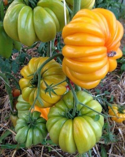 بذور طماطم التقطيع الكاكي - Tomato Seeds - Slicing...