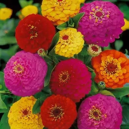 بذور خليط زينيا الداليا - Zinnia Seeds - Dahlia Fl...