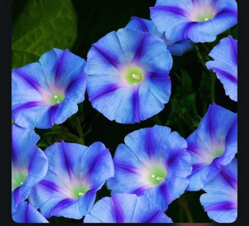 بذور مجد الصباح النجم الأززق -Morning Glory Blue S...