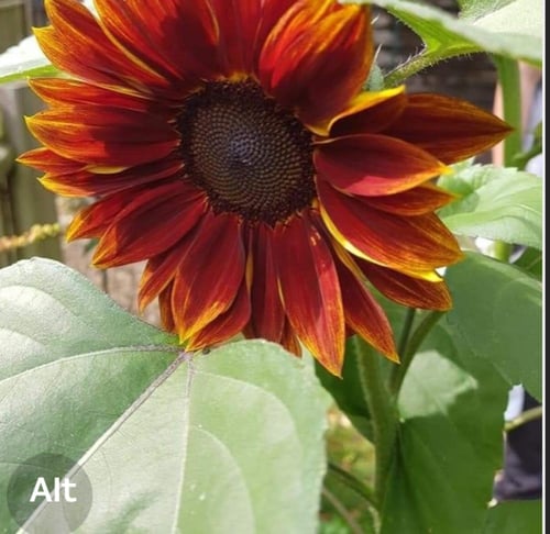 بذور زهور عباد الشمس ملكة المخمل - velvet queen (...