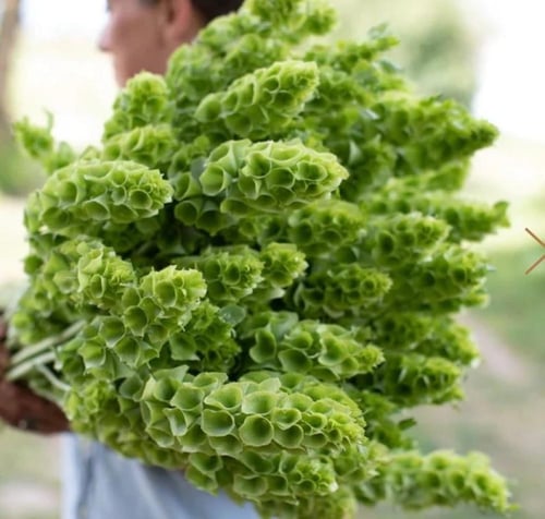 بذور زهور أجراس أيرلندا - Bells of Ireland Seeds