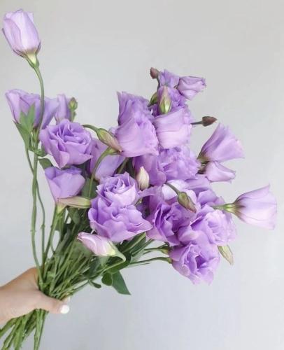  بذور ايستوما االلافنذر( هجين ) -Viviana™ Pink Pelleted Lisianthus