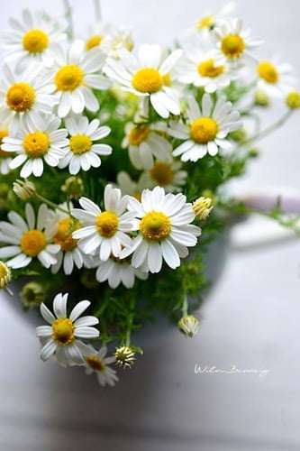 بذور زهور البابونج - Chamomile flower seeds