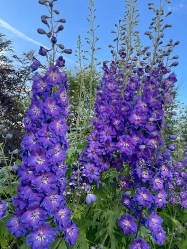 بذور زهور الدلفينيوم المنوعة ( مهماز السيد ) -Delp...