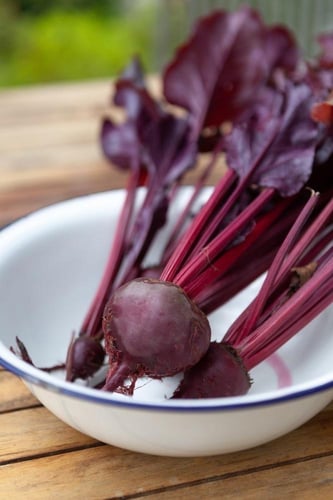 بذور شمندر (بنجر) ديترويت 2(عضويي ) شركة جونسون -...