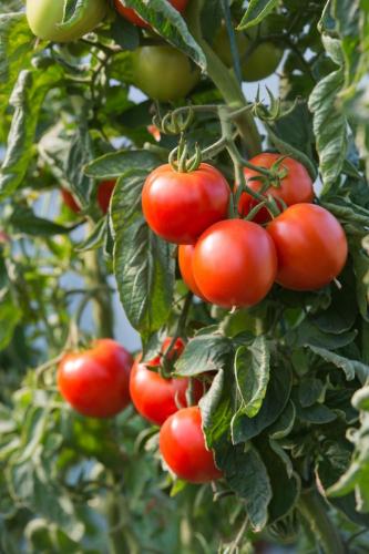 بذور الطماطم ربيع اوريغون - Tomato Seeds - Oregon...