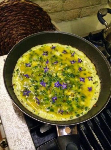 بذور زهور لسان الثور( بوراج) botanical interest