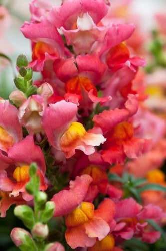 بذور زهور فم السمكة ( انف العجل ) الملونة - DWARF...