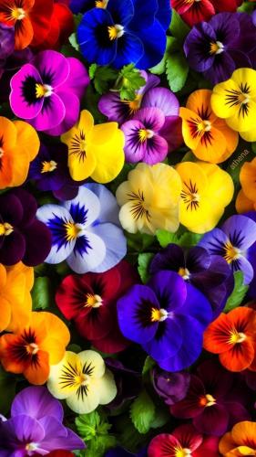 بذور بانسي السمر العملاقة ملونة. - Giant brown pan...