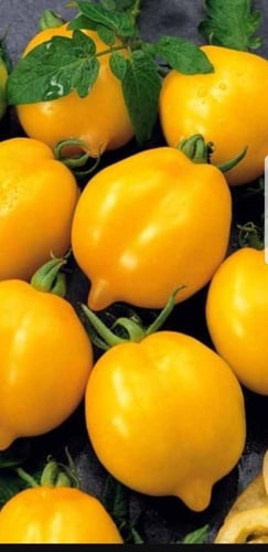 بذور طماطم الليمون - lemon tomato seeds