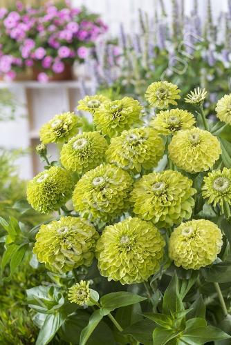 بذور زهور زينيا إنفي ليموني (متوارث) - Zinnia 'ENV...