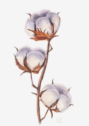 بذور القطن العضوي - organic cotton seeds