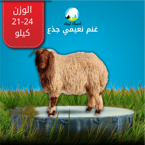 غنم نعيمي جذع