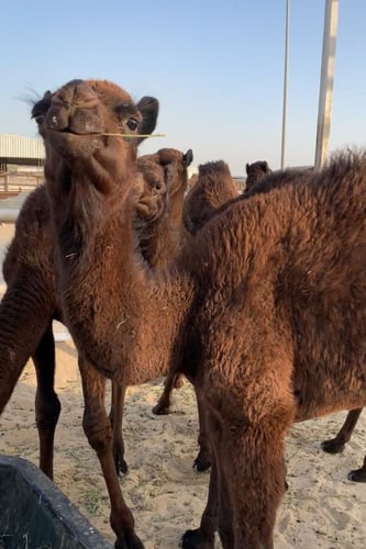 ربع حوار (بلدي)