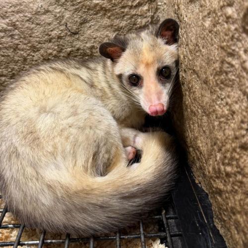 بط زباد النخيل