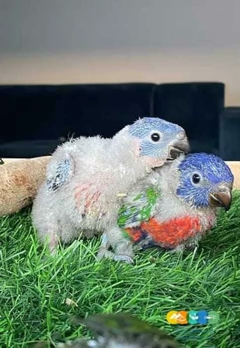 لوري - ( فروخ ) غر