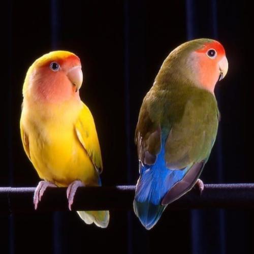 جوز روز منتج أو جاهز للإنتاج