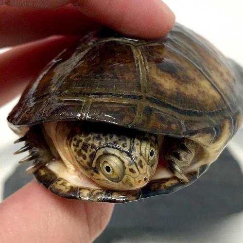 سلحفاة الخوذه الافريقية