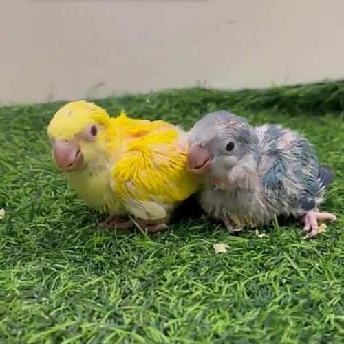 كويكر فروخ غر