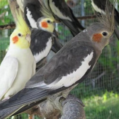 كروان - اليف