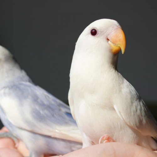 ببغاء روز - غير اليف