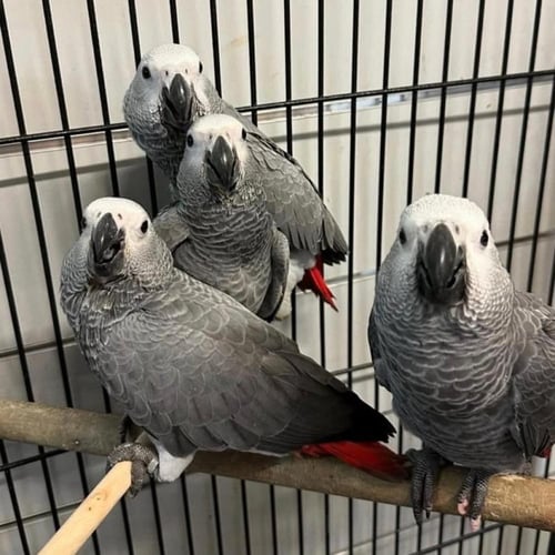 كاسكو افريقي فرخ ( مفطوم ) اليف عمر 6-8 شهور