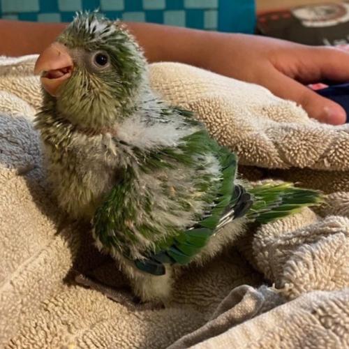 كويكر فروخ غر