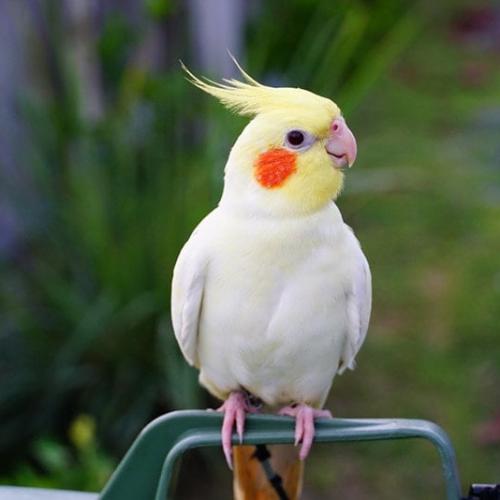 كروان - اليف