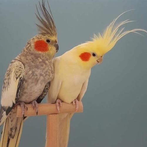 جوز كروان منتج او جاهز للانتاج