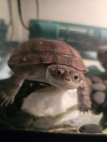 السلحفاة الافريقية الطينية