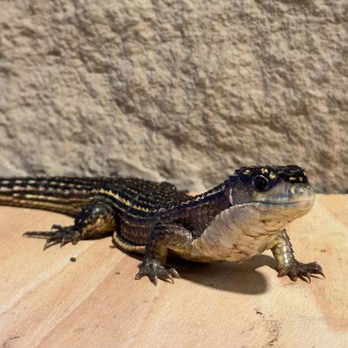 سحليه سودانية