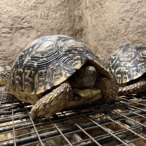 سلحفاة نمري كبير