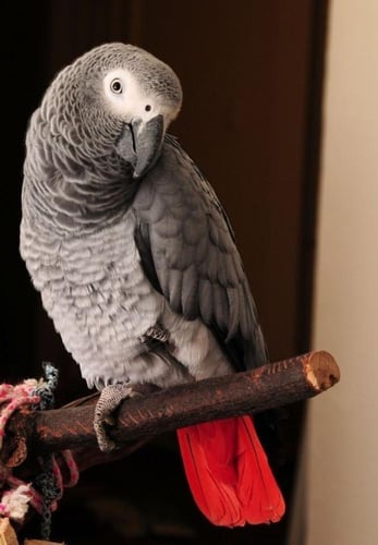 كاسكو اليف ومتكلم