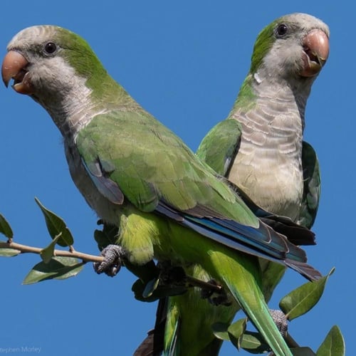 جوز كويكر منتجه او جاهزه للانتاج