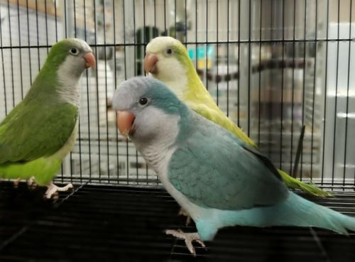 جوز كويكر منتجه او جاهزه للانتاج