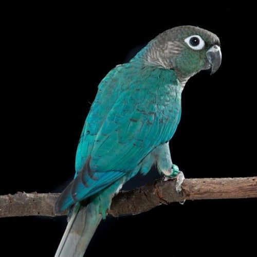 كنيور - اليف