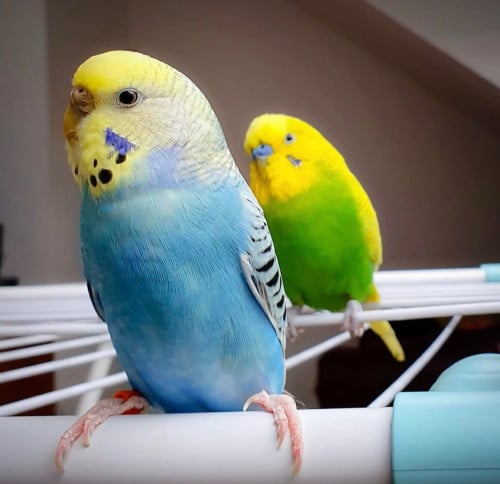 طيور الحب متعدد الالوان ( الحبه )