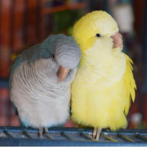 جوز كويكر منتجه او جاهزه للانتاج