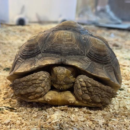 سلحفاة السولكاتا