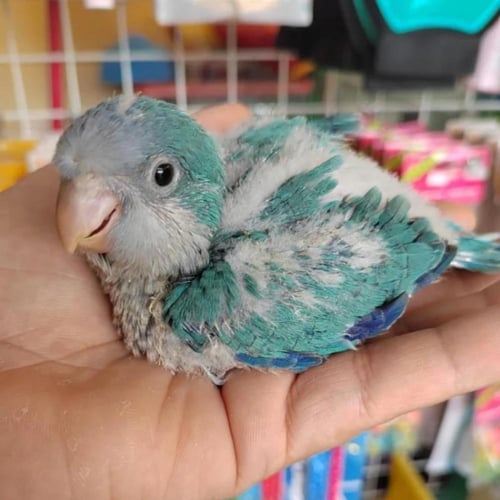 كويكر فروخ غر