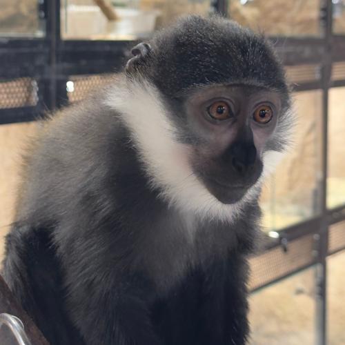 قرد النسناس