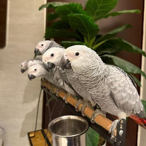 كاسكو افريقي فرخ ( مفطوم ) اليف عمر 6-8 شهور