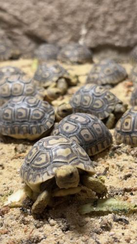 سلحفاة نمري صغير